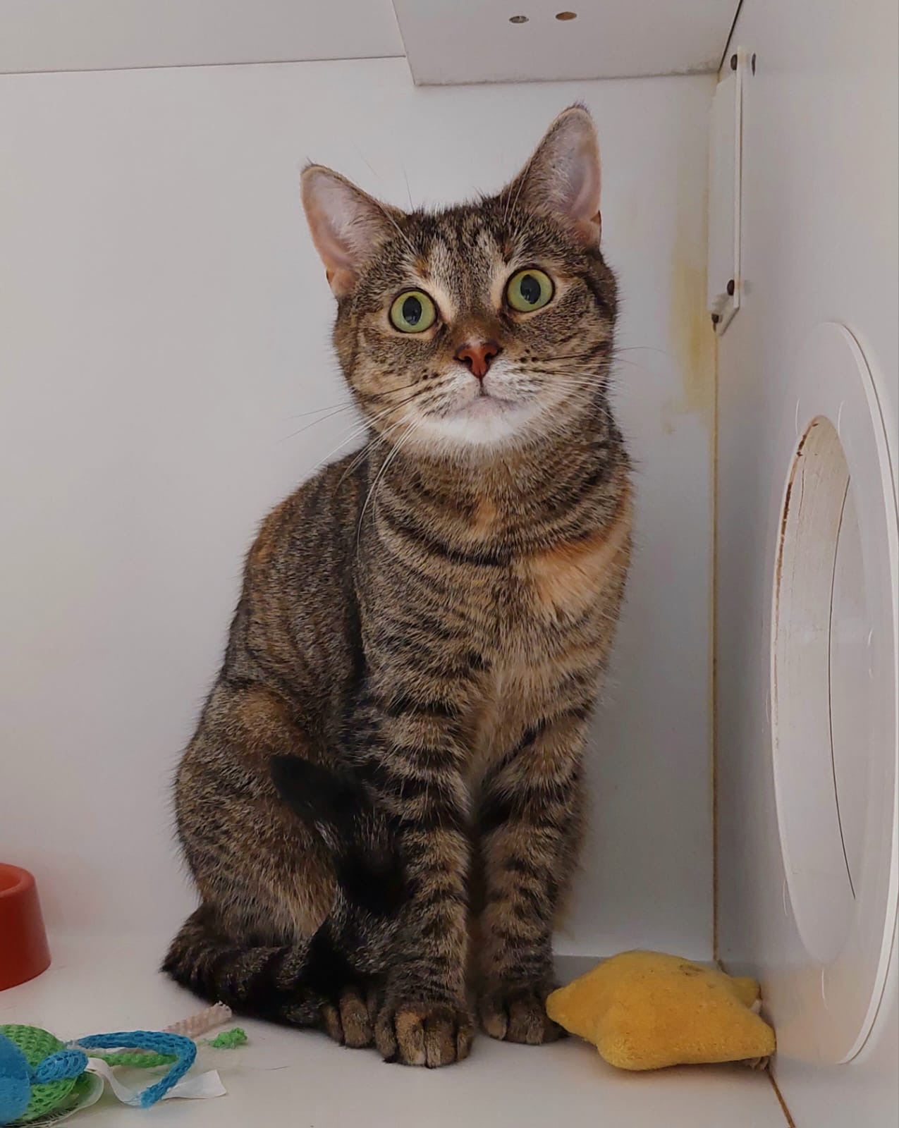 Miley - gentle young Mum - Image 3