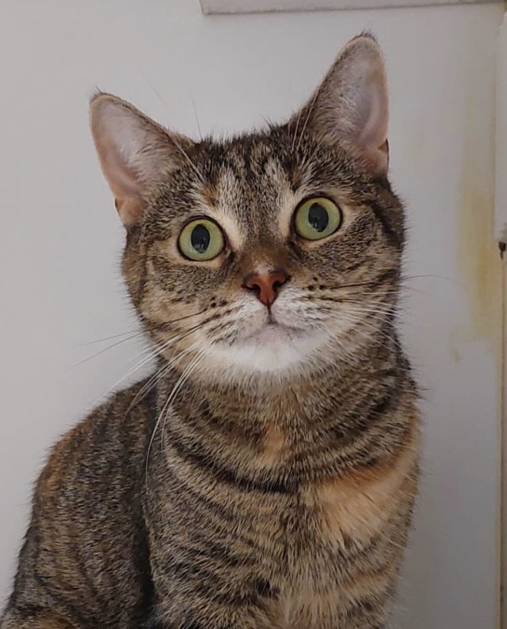 Miley - gentle young Mum