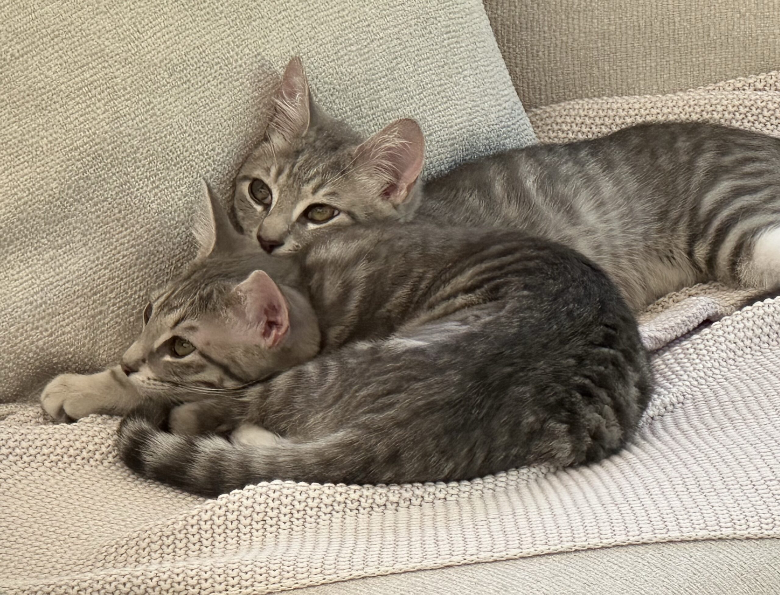 Happy Tails – Misty & Jukki (our Zara & Zulu) have settled in well