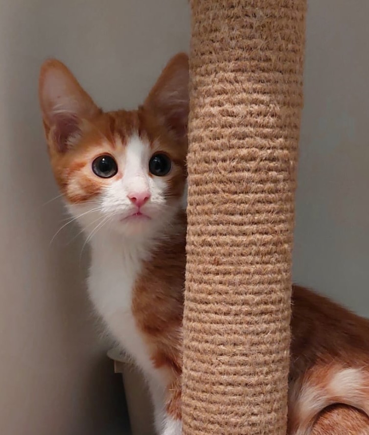 Apricot & Ishi - Image 4