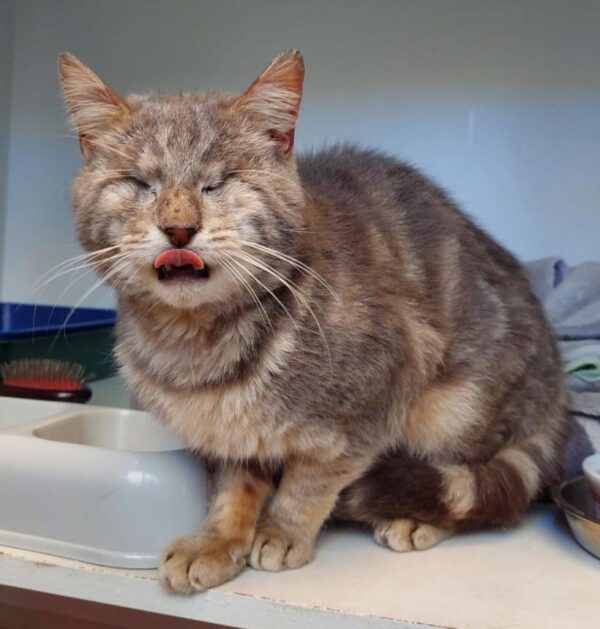 Dawson - A gentle soul with a heart full of love - Image 3
