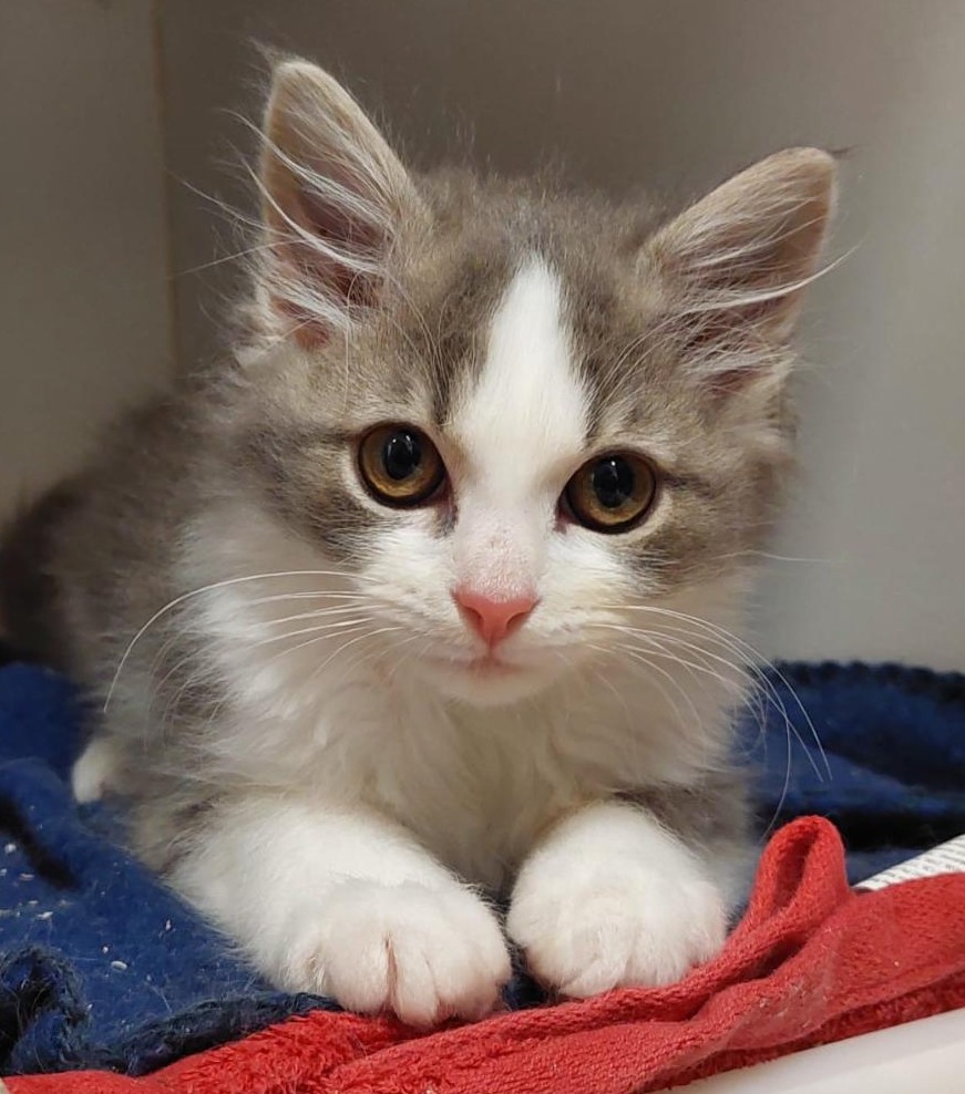 Arvo - cute little fluffball