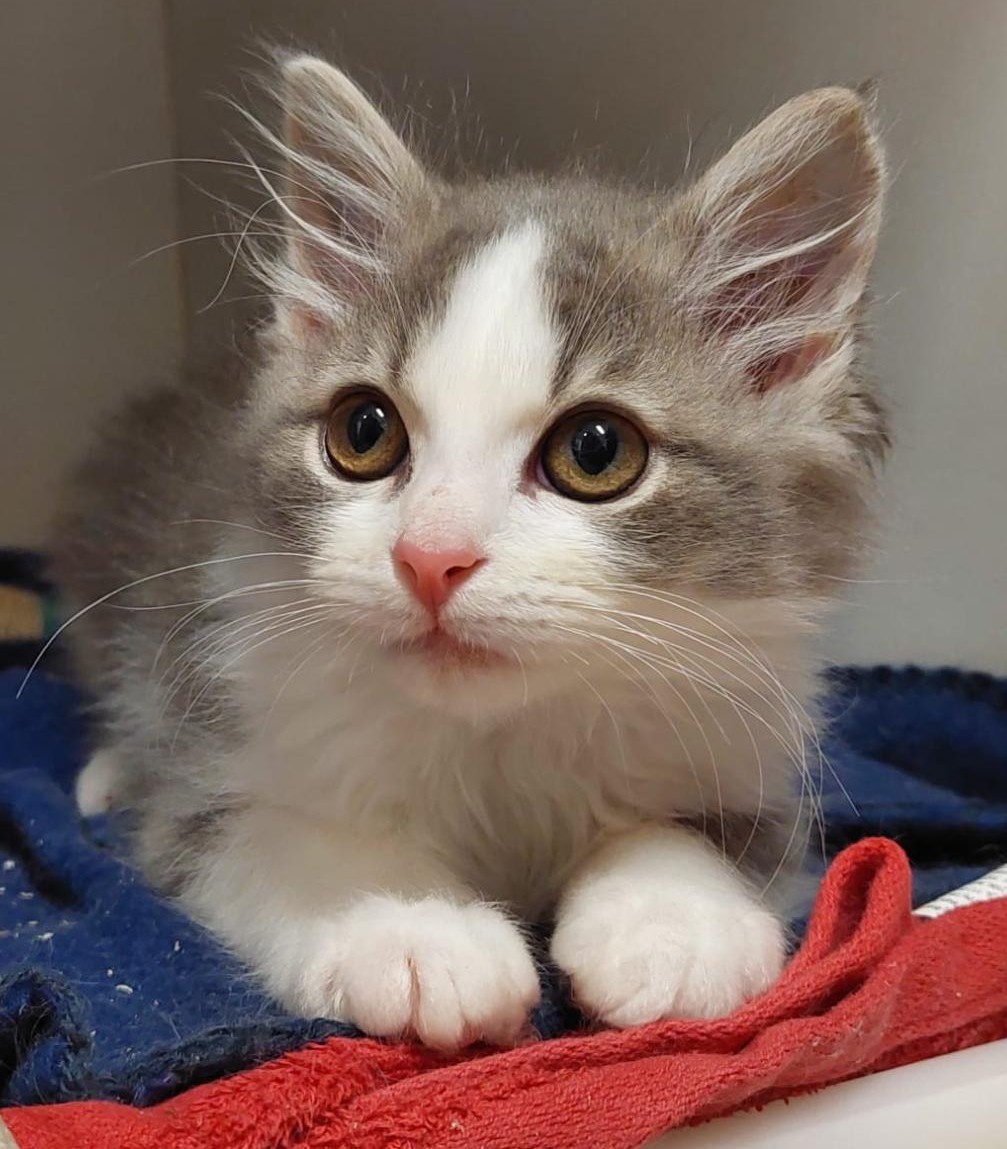 Arvo - cute little fluffball - Image 2