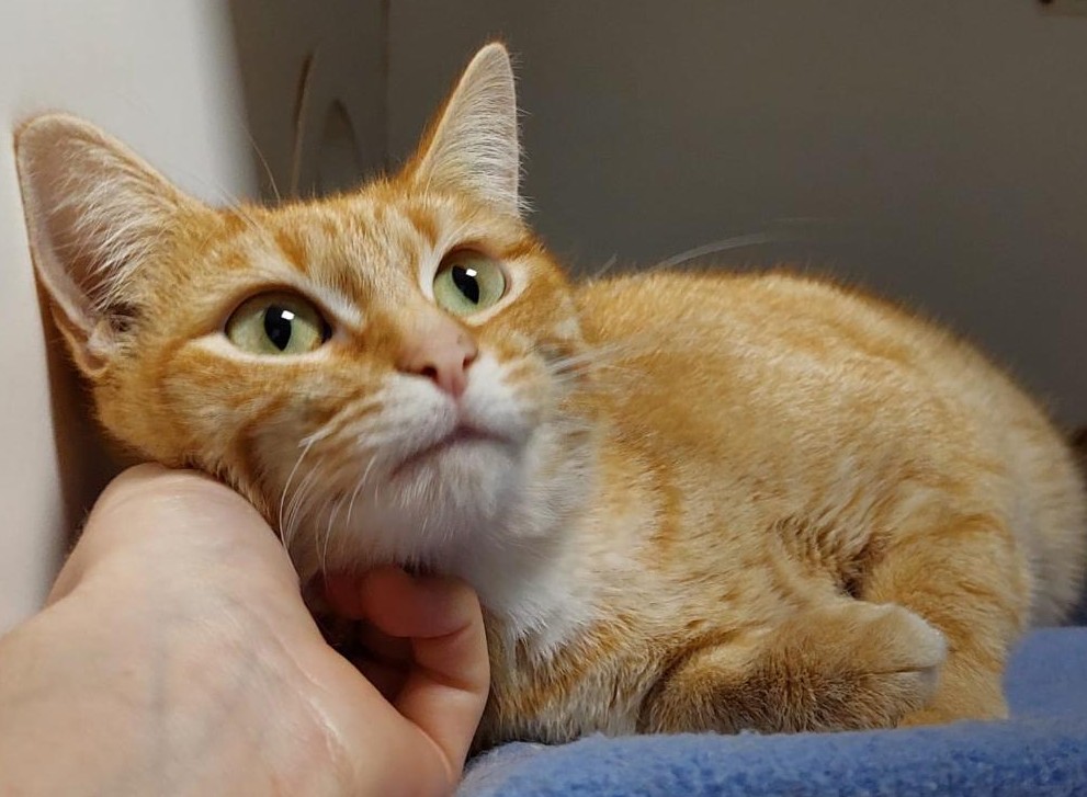 Sunflower - will brighten your days - Image 2