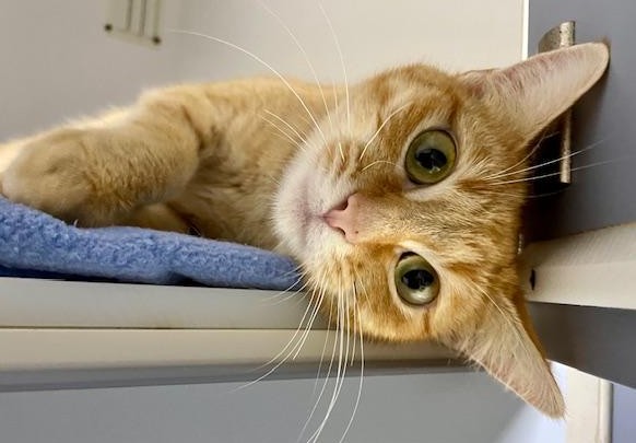 Sunflower - will brighten your days