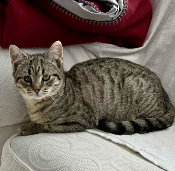 Hilda - gentle little purr-machine - Image 2