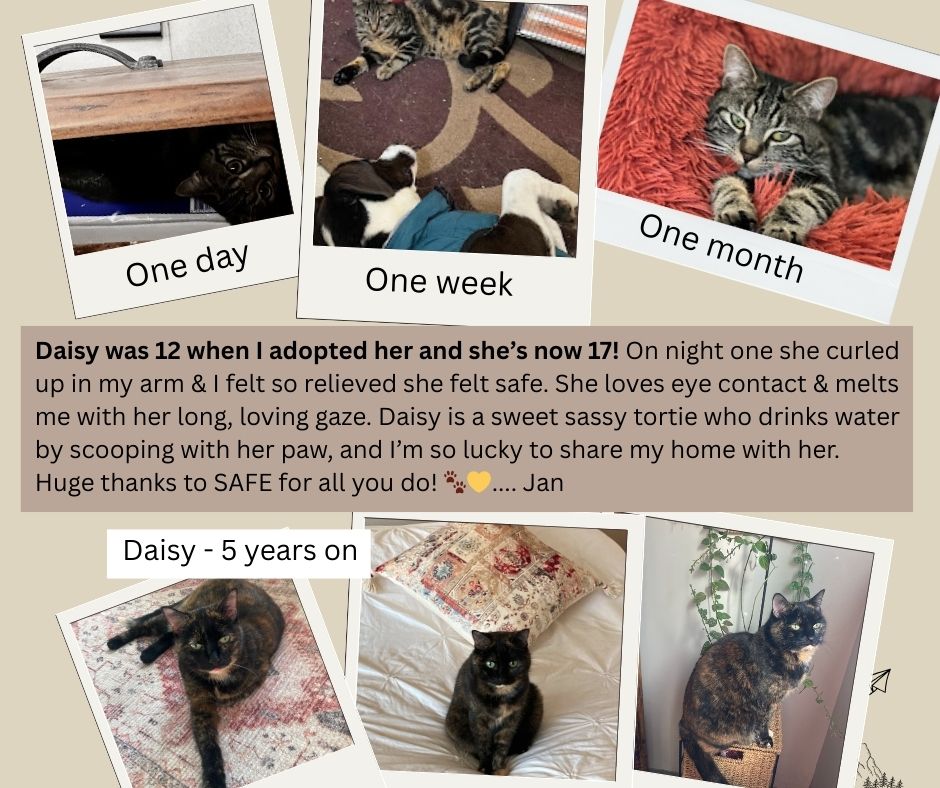 Daisy – 5 years of happiness