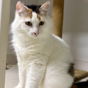 Kitty - shy, gentle girl