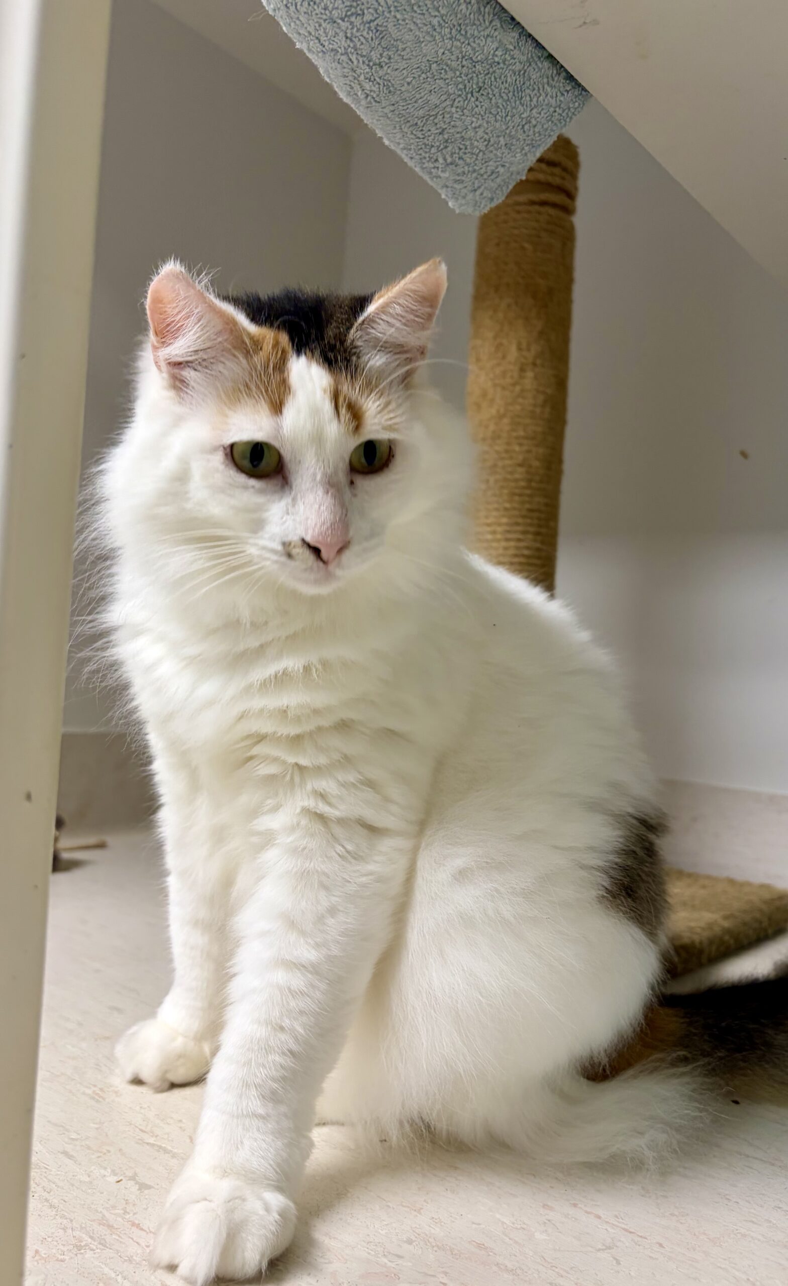 Kitty - shy, gentle girl