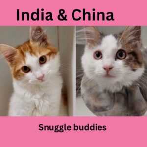 India & China - two beautiful kittens