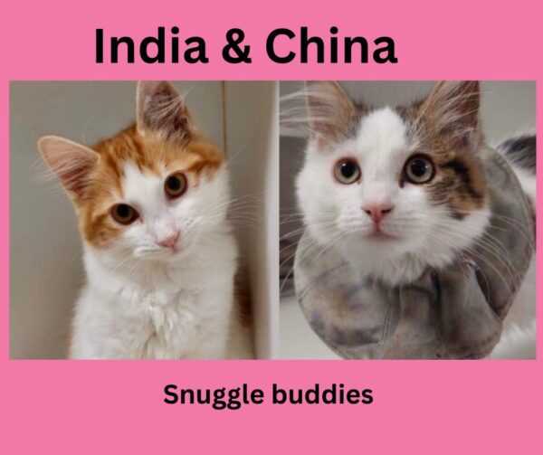 India & China - two beautiful kittens