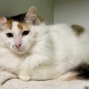 Kitty - shy, gentle girl