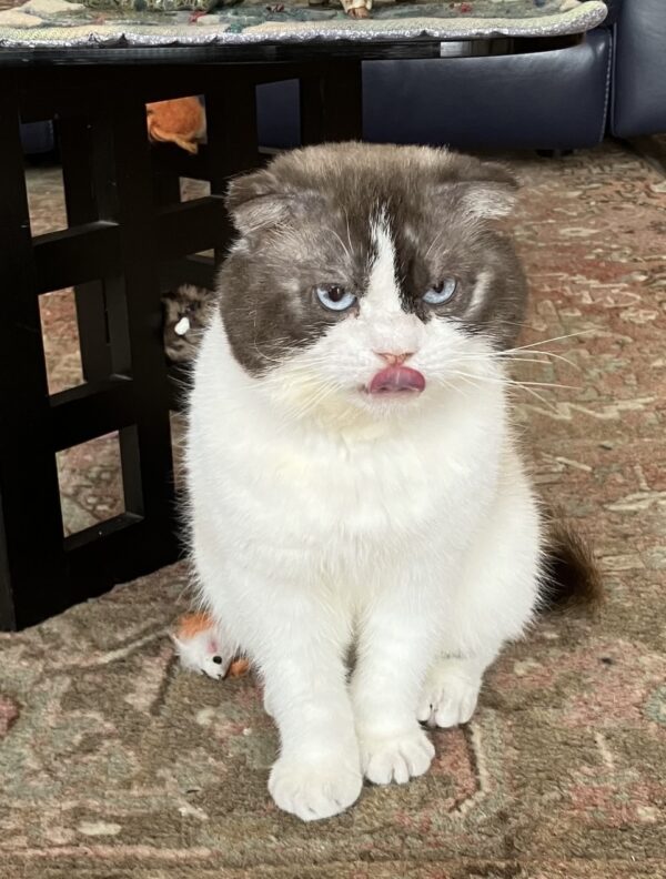 Romeo - Grumpy cat - we don't think so... - Image 2