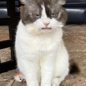 Romeo - Grumpy cat - we don't think so...