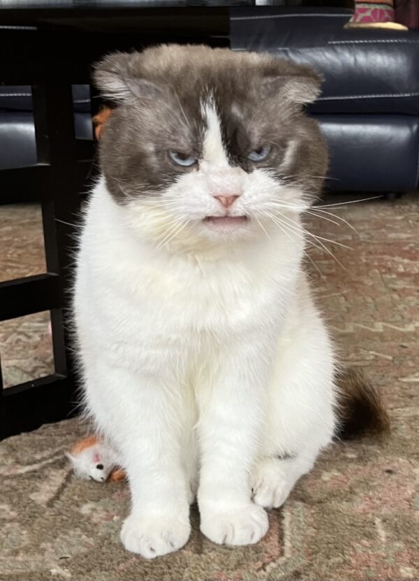 Romeo - Grumpy cat - we don't think so...