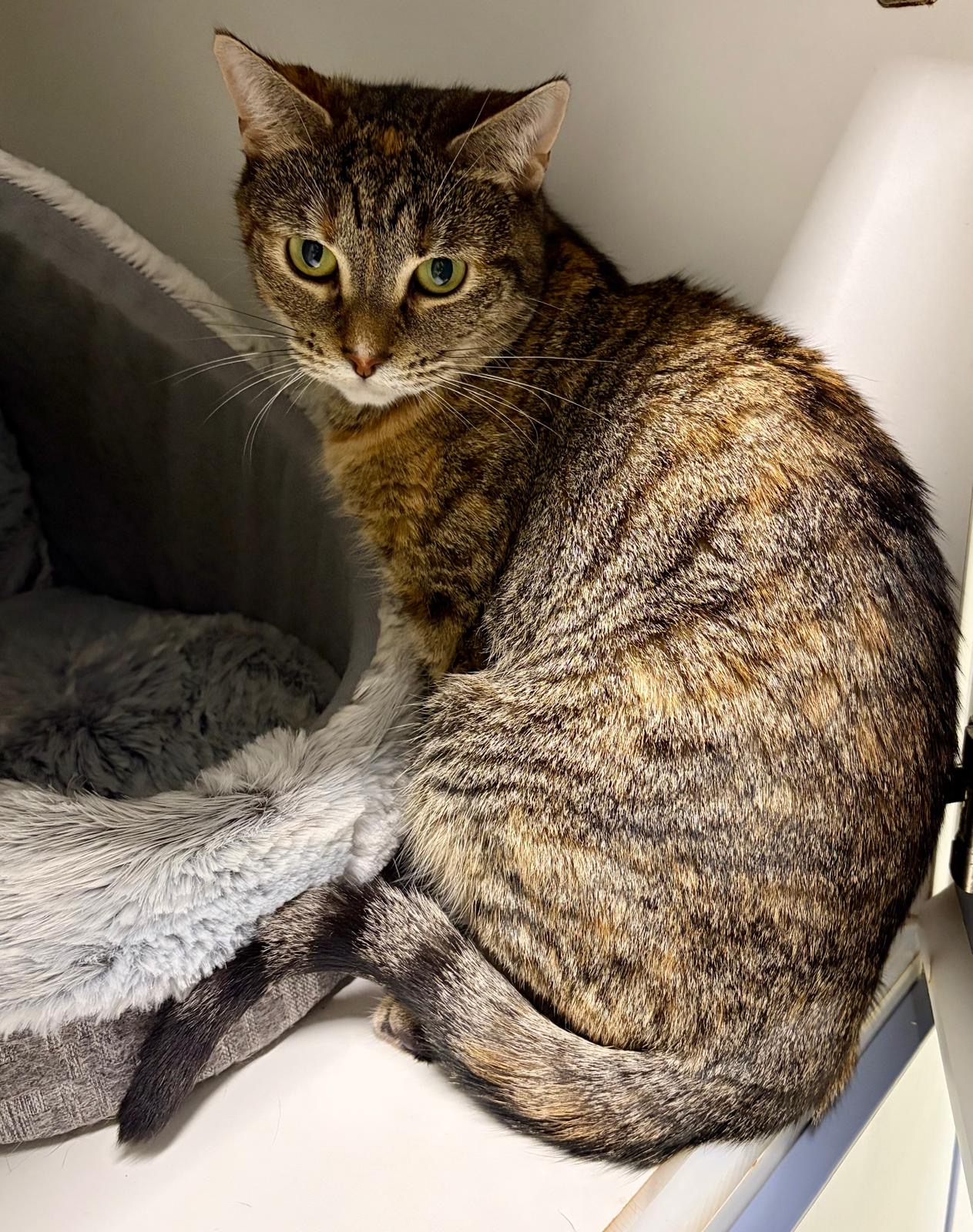 Miley - gentle young Mum - Image 2