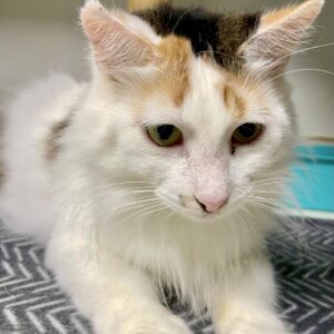 Kitty - shy, gentle girl