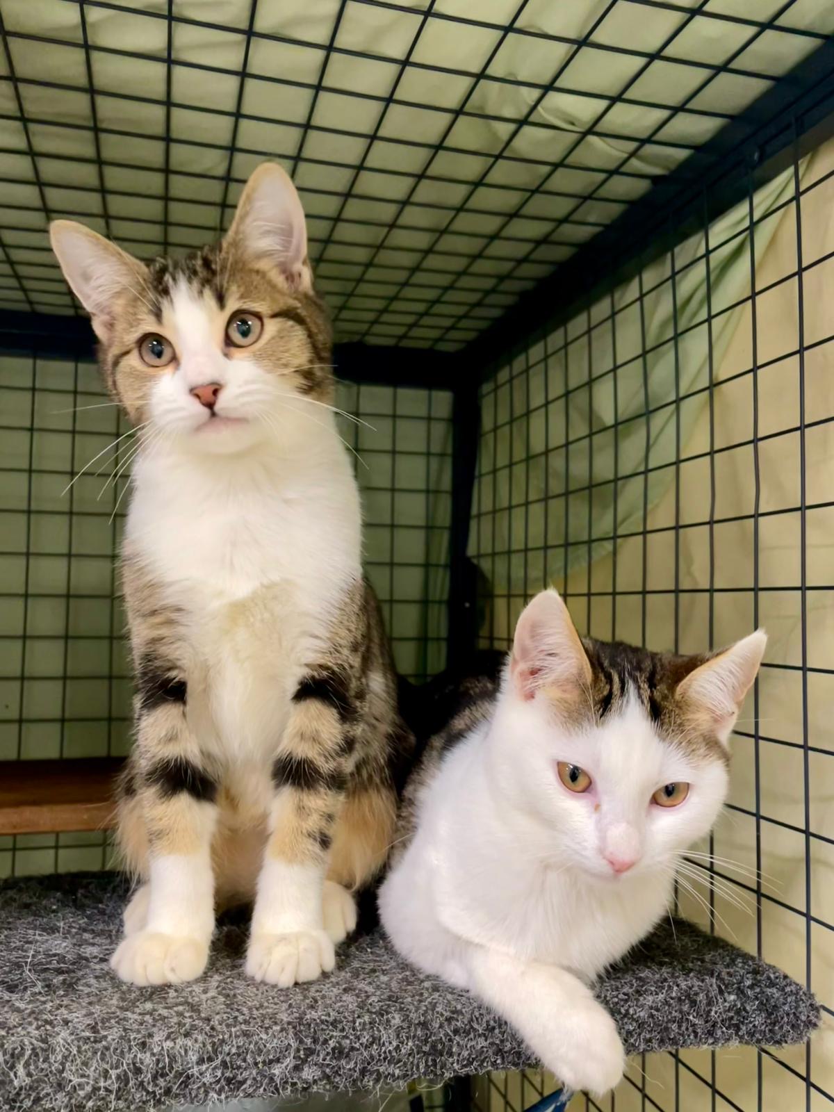 Lapis - affectionate kitten - Image 3