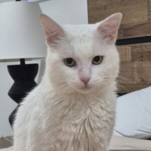 Aston - your new best friend