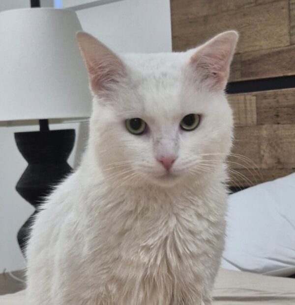 Aston - your new best friend