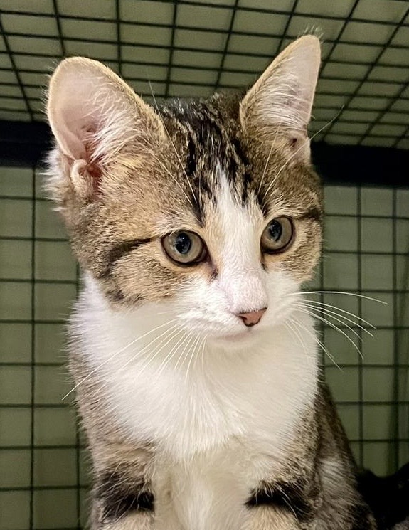 Lapis - affectionate kitten