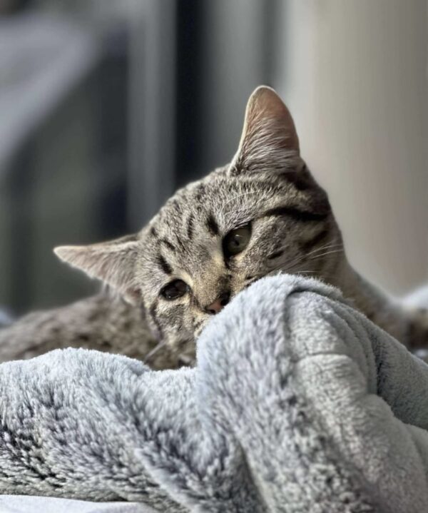 Hilda - gentle little purr-machine - Image 3
