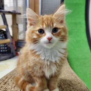 Haru - curious and playful kitten