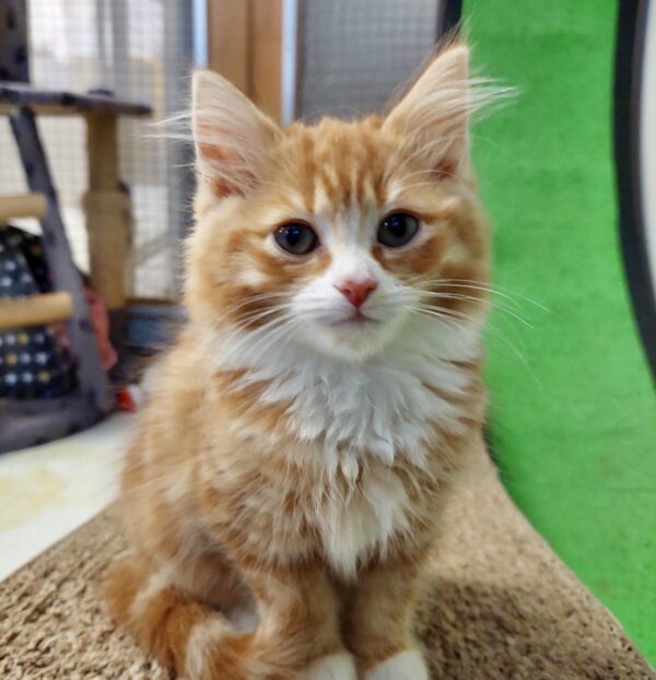 Haru - curious and playful kitten