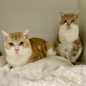 Maple and Benny - Friendly and endearing bonded brothers