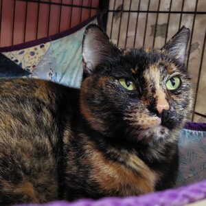 Luna - A striking tortie with emerald eyes and a big personality