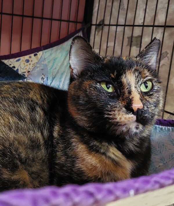 Luna - A striking tortie with emerald eyes and a big personality