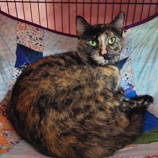 Luna - A striking tortie with emerald eyes and a big personality - Image 3