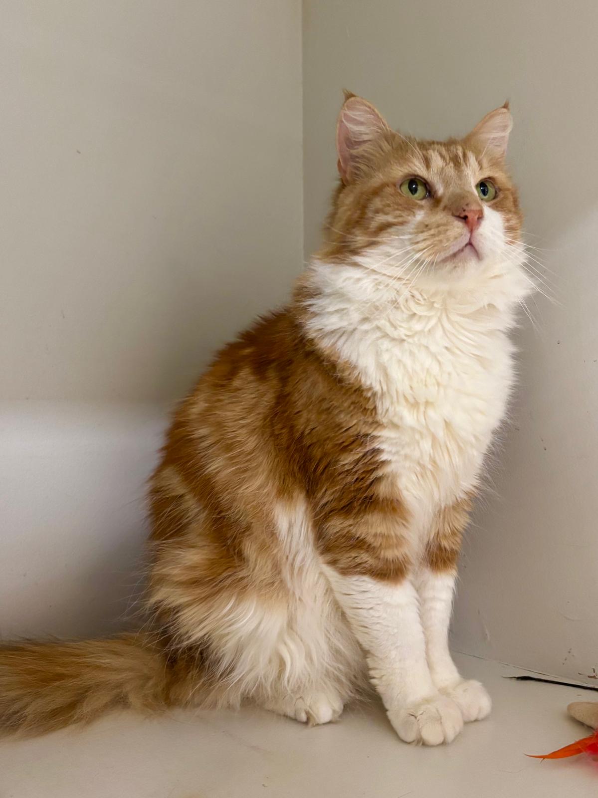 Ginger - Your cheeky, independent companion - Image 4