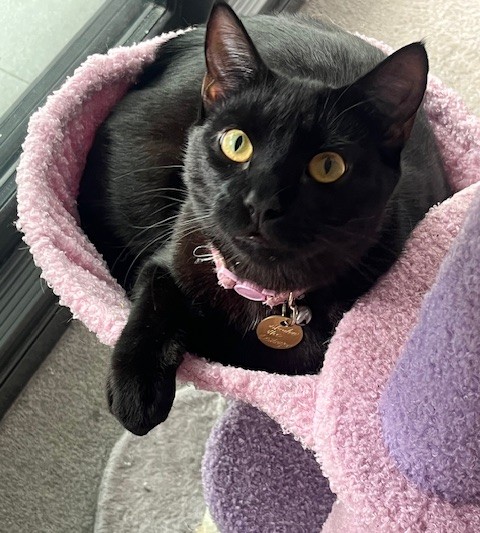Happy Tails – Panther – thriving at last…