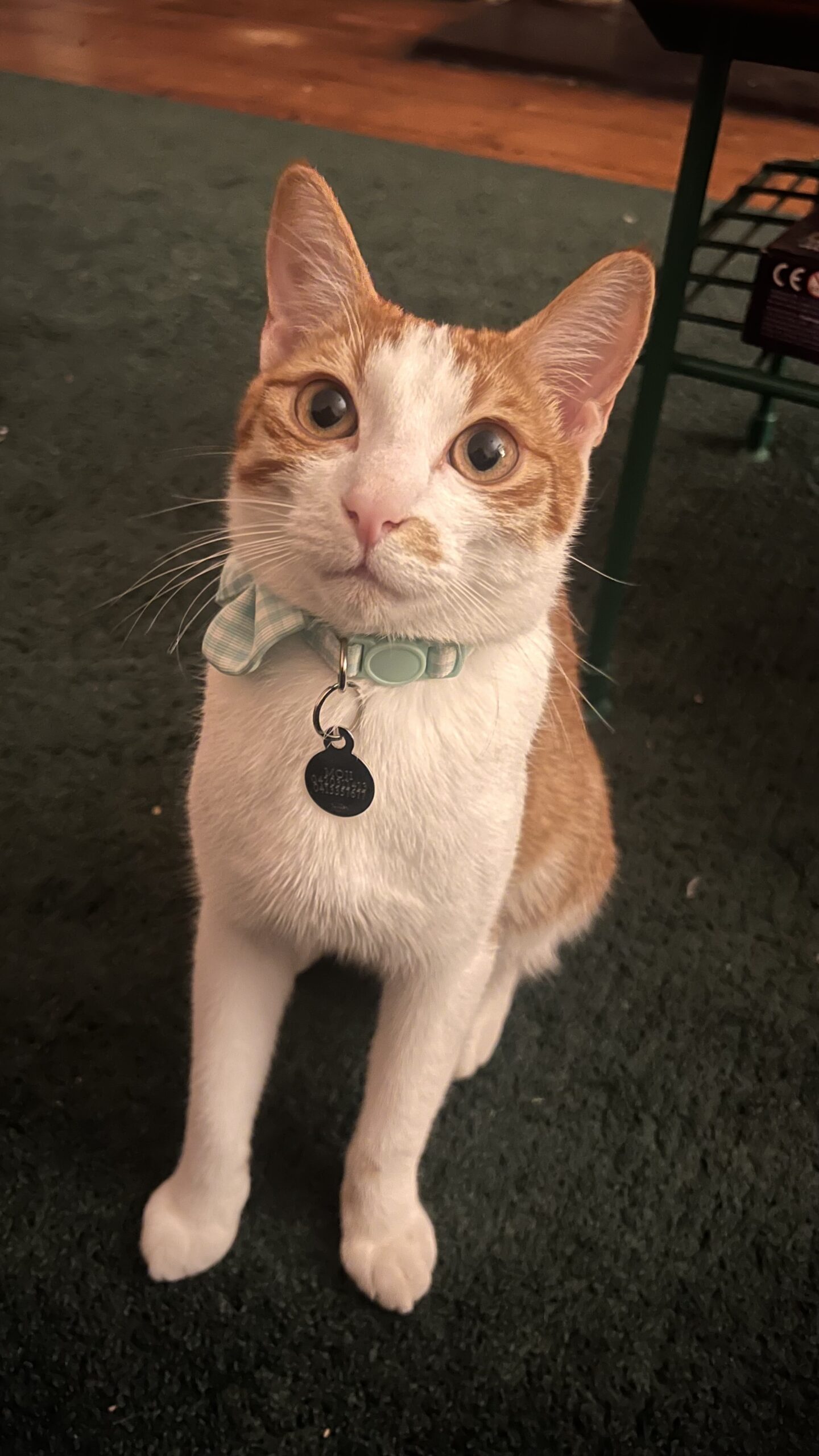 Happy Tails – Moji (our Flaco) – from skittish to snuggly