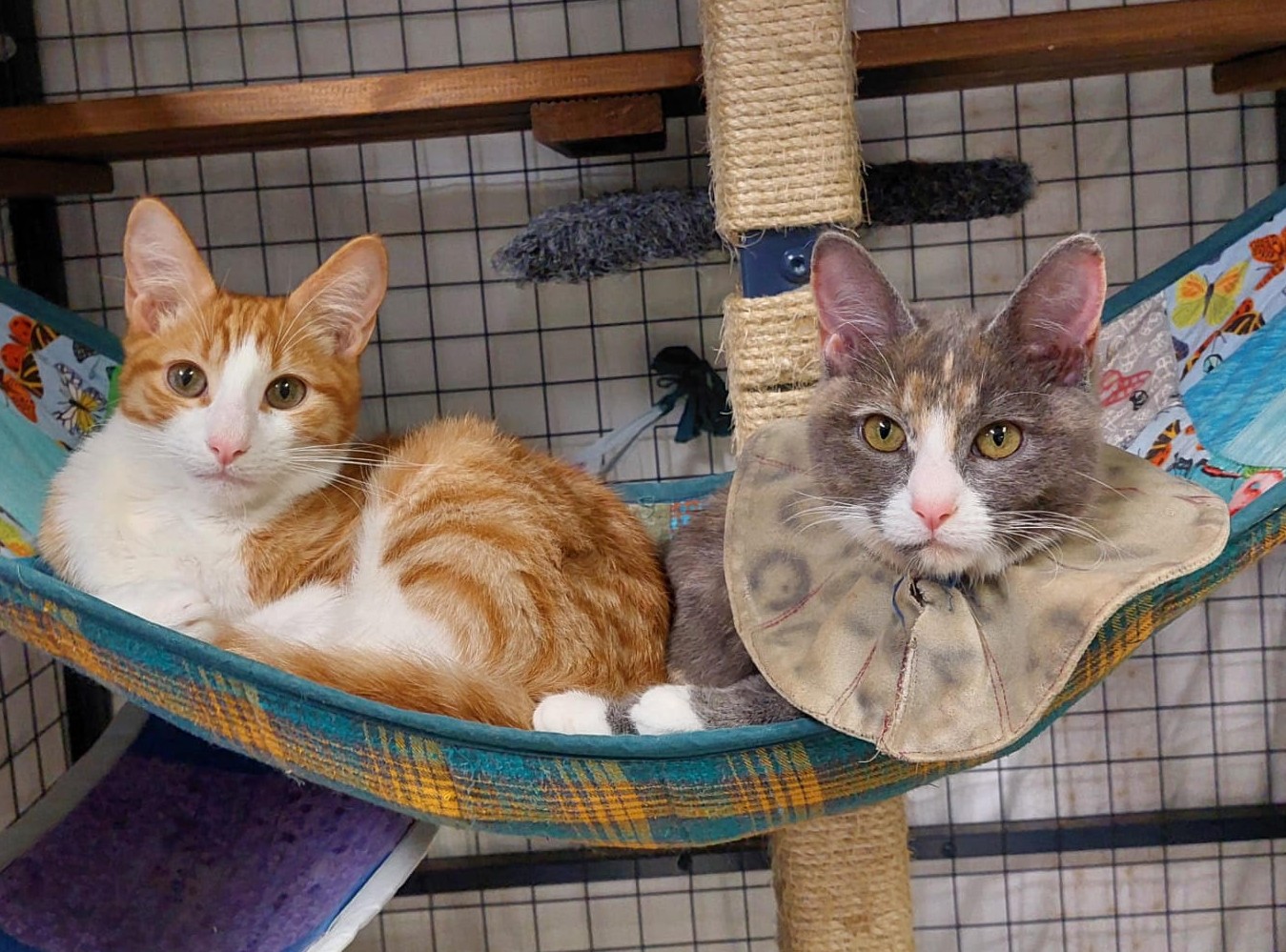 Apricot & Ishi - Image 2