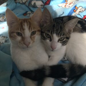 Max and Milo - The perfect pair of cuddly companions