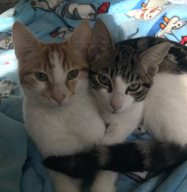 Max and Milo - The perfect pair of cuddly companions