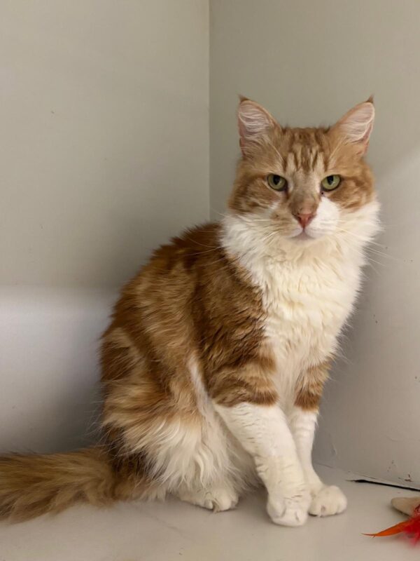 Ginger - Your cheeky, independent companion - Image 3
