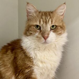 Ginger - Your cheeky, independent companion