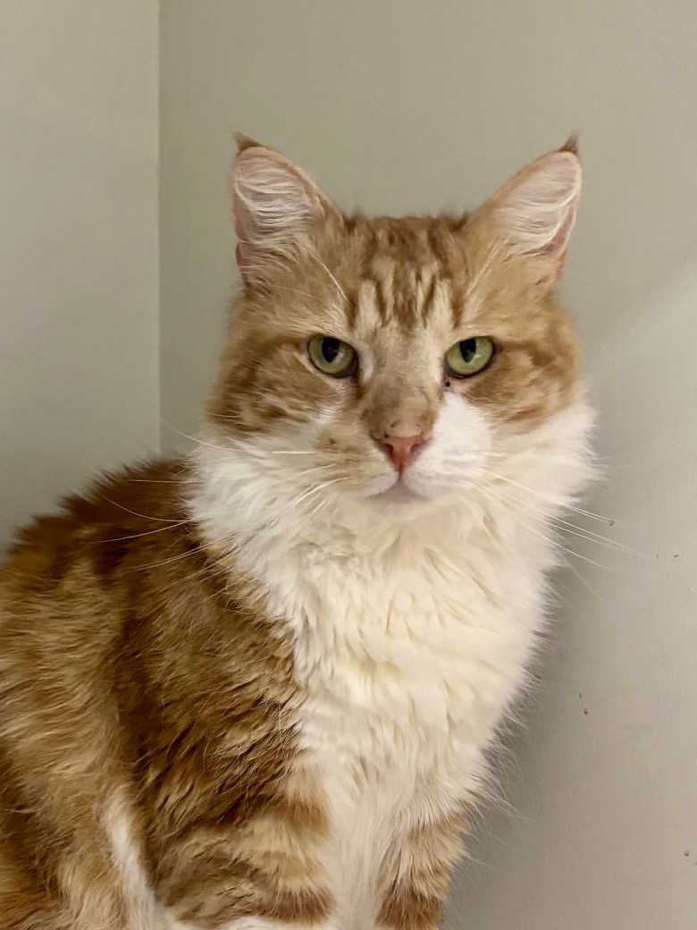 Ginger - Your cheeky, independent companion