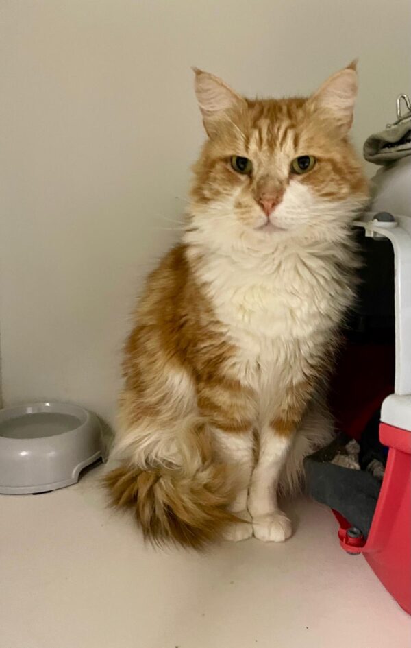Ginger - Your cheeky, independent companion - Image 2