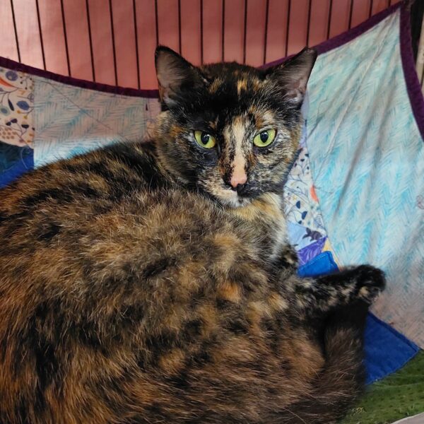 Luna - A striking tortie with emerald eyes and a big personality - Image 2