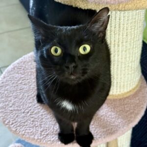 Olive - A Gentle Soul