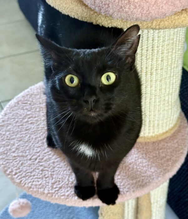 Olive - A Gentle Soul