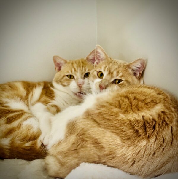 Maple and Benny - Friendly and endearing bonded brothers - Image 2