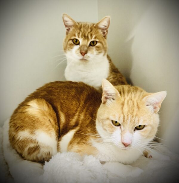Maple and Benny - Friendly and endearing bonded brothers - Image 3