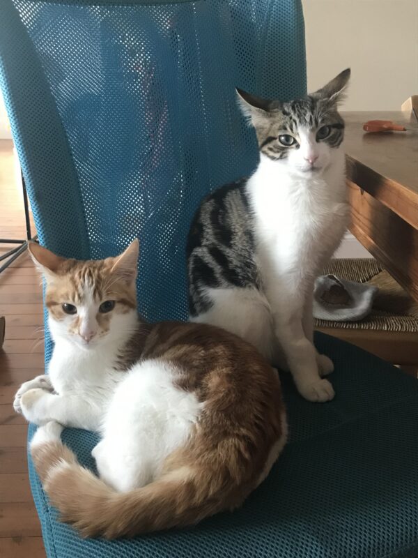 Max and Milo - The perfect pair of cuddly companions - Image 10