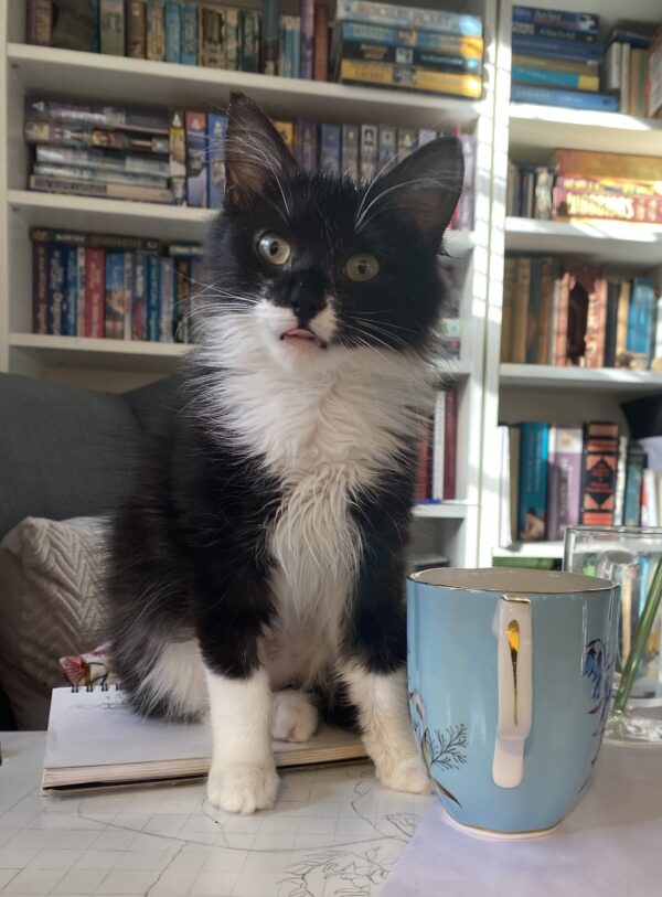 Spaghetti - The cuddlebug with big personality - Image 4
