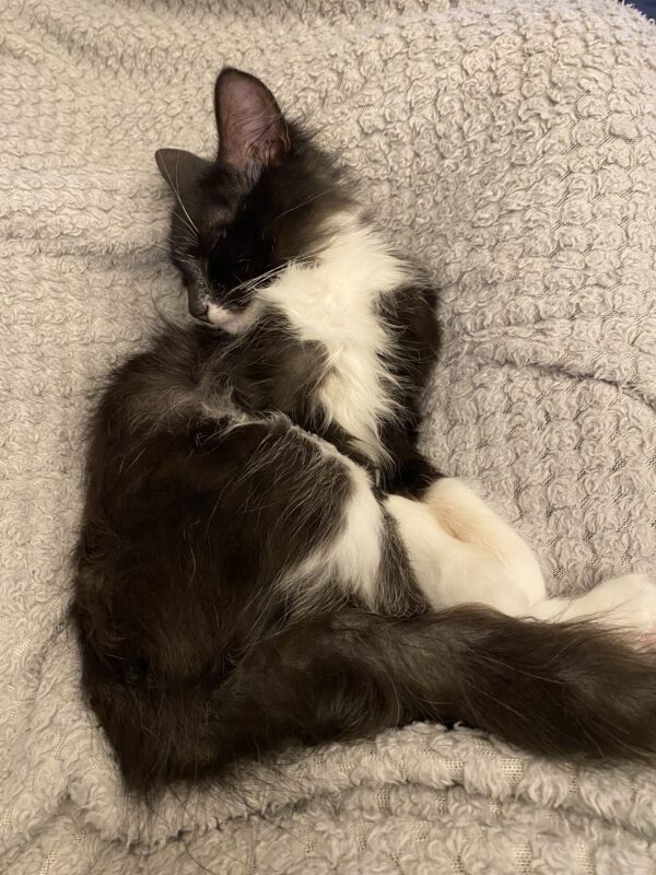Spaghetti - The cuddlebug with big personality - Image 3